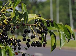 Prunus mahaleb SEEDS St Lucie cherry tree - €6,40 EUR+