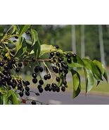 Prunus mahaleb SEEDS St Lucie cherry tree - $135.37 MXN+