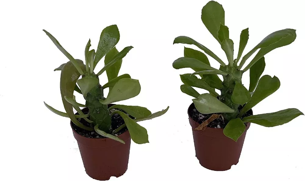 2 Pack 2&quot; Pots Euphorbias Spurges Nerifolias Tree Easy To Grow Garden Live Plant - £39.16 GBP