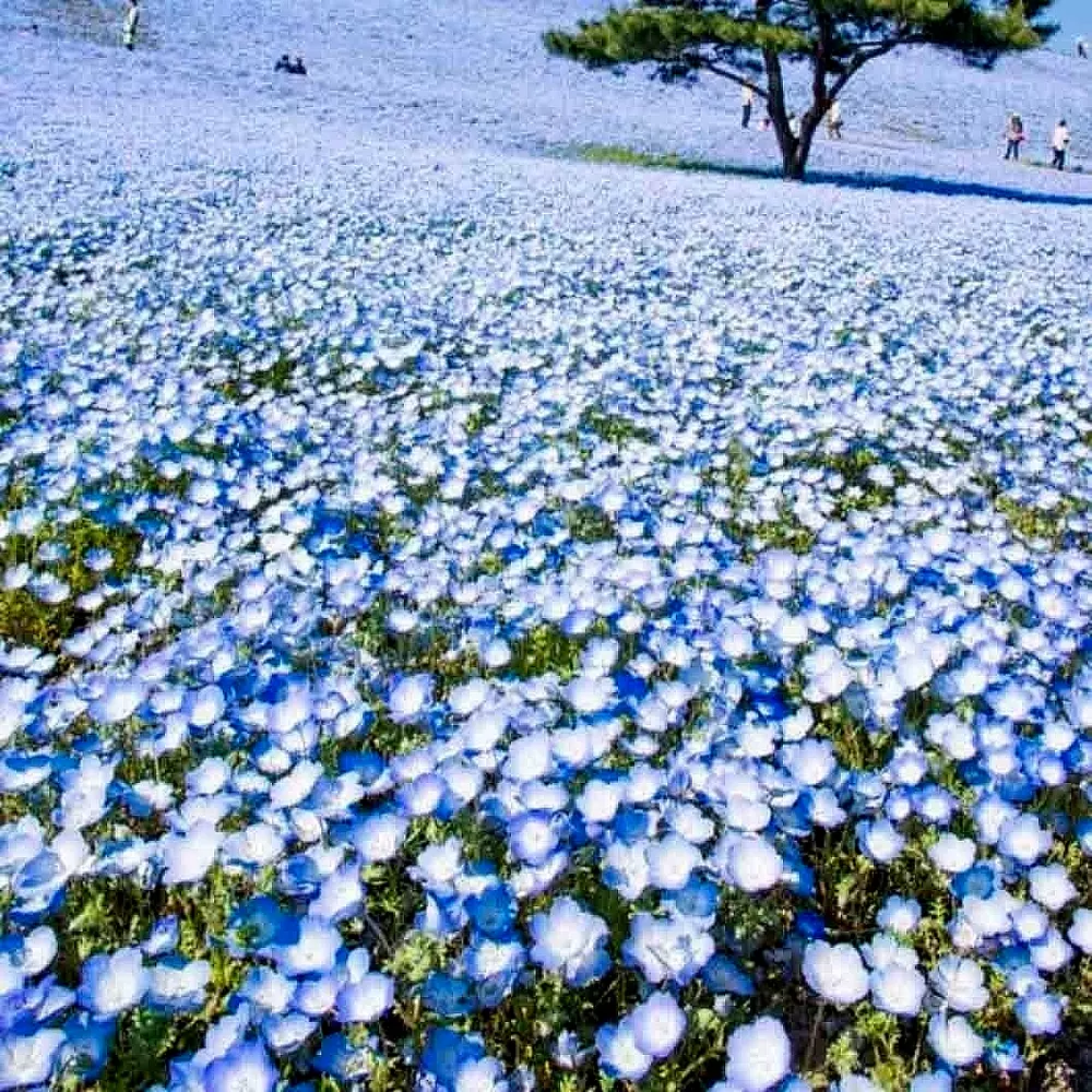 1000 Baby Blue Eyes Seeds Flowers Groundcover Drought Tolerant Wildflowe... - $4.69