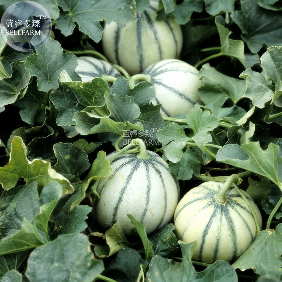 Small True French Charentais Gourmet Melon Cucumis Melo 20 Seeds Tasty M... - $7.18