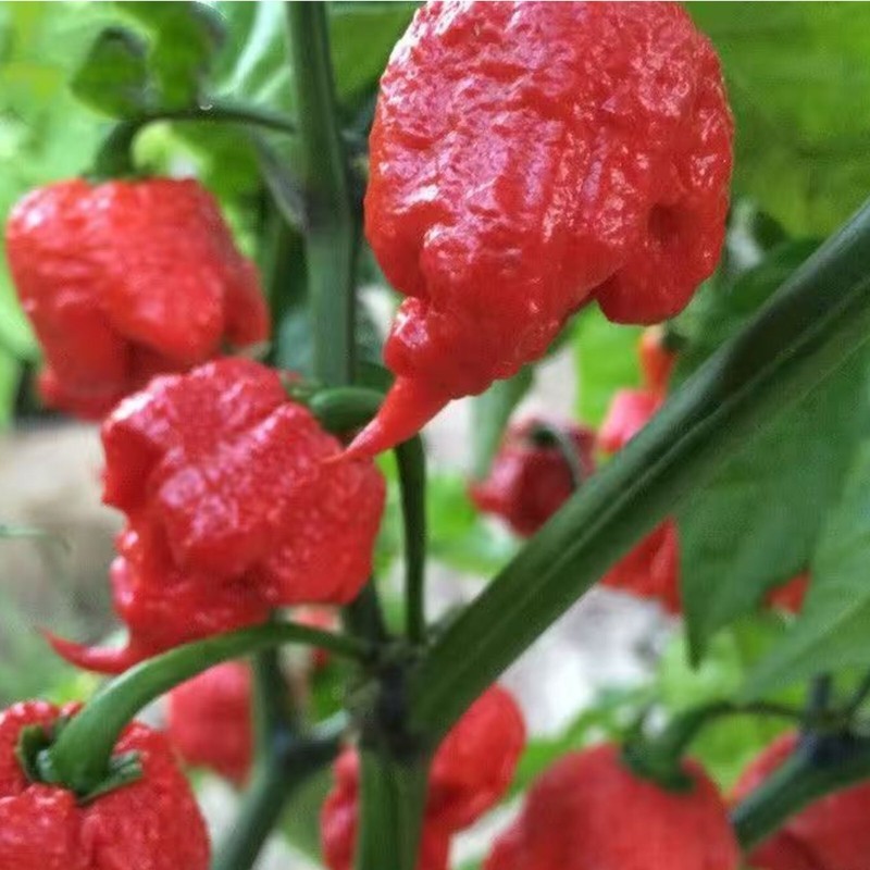 FMG 50 Ghost Pepper Seeds Non-Gmo Heirloom Chili SuperPeppers For ...