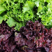 Lettuce Red Salad Bowl HEIRLOOM 200+ seeds 100% Organic Non GMO Grown In... - $3.89