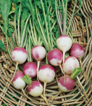500 American Purple Top Rutabaga Seeds For Planting USA Seller - £8.23 GBP