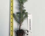 Picea pungens, Colorado Blue Spruce Seedlings - 3-6 inches tall potted t... - £13.81 GBP+