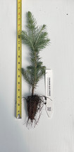 Picea pungens, Colorado Blue Spruce Seedlings - 3-6 inches tall potted trees - £13.77 GBP+