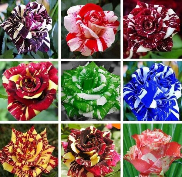 Primary image for 20 Seeds For Mixed Colors Dragon Striped Rose  