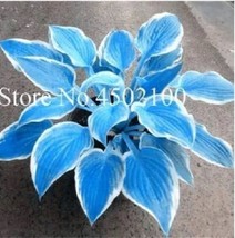 Big 200PCS Colorful Hosta Flores Bonsai Seeds, Indoor Flower Plantas RJ - £6.42 GBP