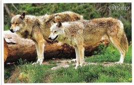 Canada Large Postcard Grey Wolves 5 1/2&quot; x 8 1/2&quot; - $2.96