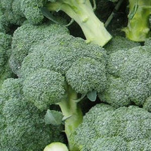 SEPTH 300 Broccoli Seeds Green Sprouting Calabrese Broccoli Home Vegetab... - $5.46