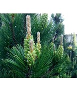 Fresh 30 White Spruce Tree Seeds For Planting Ship From Usa - $23.92