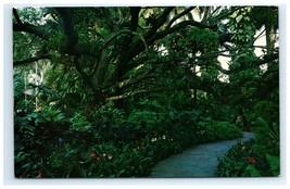 Vintage Live Oak Tree Orchids Sunken Gardens St Petersburg FL Postcard - $110.90 MXN