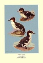 Three Downy Young Ducks by Allan Brooks - Art Print - £17.66 GBP+