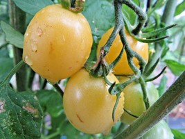 Iva&#39;s Sweet White - beautiful frost-colored cherry tomato  - £3.93 GBP