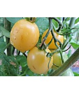Iva&#39;s Sweet White - beautiful frost-colored cherry tomato  - £4.18 GBP