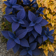 25+ Navy Blue Coleus Seeds | Vibrant, Easy-to-Grow Foliage Plants - $16.50