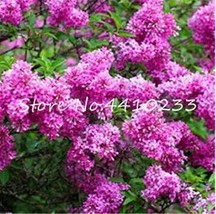 Climbing Hydrangea Flower Seed Hydrangea Paniculata Vanilla Fraise Seed Flower P - $10.78