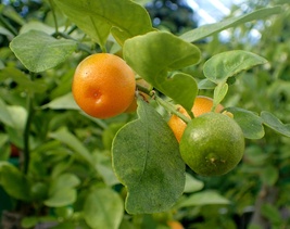 Live starter plant Calamansi calamondin Philippine lemon Citrus microcar... - $26.49