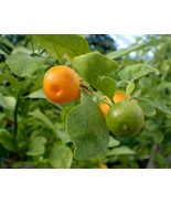 Live starter plant Calamansi calamondin Philippine lemon Citrus microcar... - €22,89 EUR