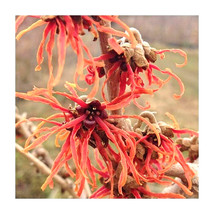 Fast Ship USA Seller 10 Fire Charm Witch Hazel Seeds Hamamelis X Intermedia - £9.10 GBP