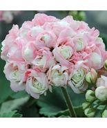 AW 15 Seeds Appleblossom Geranium Organic Non Gmo Herb Easy To Grow - £8.19 GBP