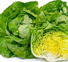 Big Boston Bibb Lettuce 200 Seeds Gardening Fresh USA Seller - £5.84 GBP