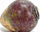 Rutabaga American Purple Top Seeds 500 Seeds Non-Gmo Fast Shipping - £6.41 GBP