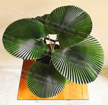 10 pcs/Bag Palm Bonsai Plant Perennial Purification Air Palm Tree Family Garden  - £3.58 GBP