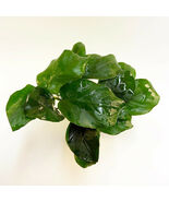  ANUBIAS BARTERI DIAMOND 1 POT- Aquatic Live Plants SUPER PRICE!! - $11.87
