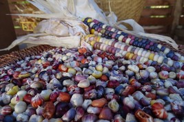 Painted Mountain - unique corn developed  from Montana Native varieties - £4.11 GBP
