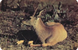 Young Buck Mule Deer in the Velvet Postcard Unposted - £7.92 GBP