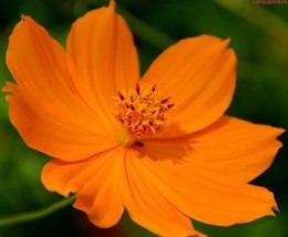 35 Seeds Cosmos Cosmic Orange Flower Drought Tolerant Fast Plant Heirloom Seeds - £6.65 GBP