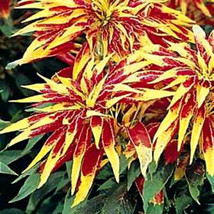 LWSTORE Amaranthus Seeds Perfecta Annual Foliage Plant Seeds Eye Catching Leaves - $8.42