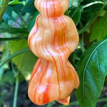 New Fresh Seeds Sugar Rush Stripey Capsicum Bacattum Seeds - £10.60 GBP