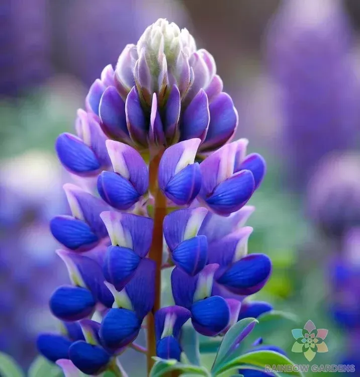 PSStore 25 Arroyo Lupine For Garden Planting Vegetable Seeds - $10.57