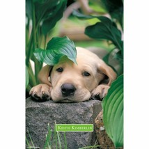 Lazy Days Keith Kimberlin Cute Puppy Poster 22.375x34&#39;&#39; Inch - £12.67 GBP