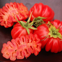 50 Seeds Zapotec Oaxacan Ribbed Tomato Vegetable Edible Canning Fresh Usa Seller - $10.50