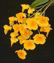 Dendrobium lindleyi orchid - £3.09 GBP