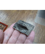 (G502-120) 1-1/8&quot; Gator ALLIGATOR BACK SCUTE bone bones HIDE scutes croc... - $13.56 CAD