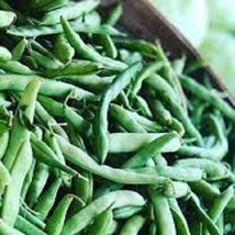 Mountaineer White Half Runner Green Bean Organic Seeds One Of The Most Popular H - $9.99