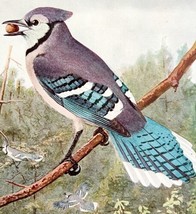 Blue Jay 1936 Bird Art Lithograph Color Plate Antique Art Print DWU12A - £30.82 GBP