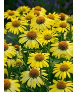 SRN 50 Summer Solstice Coneflower Seeds Echinacea Perennial Flower Flowe... - $24.26