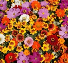 Wildflowers - Cut Flower Seeds - Organic - Non Gmo - Heirloom Seeds FRESH - £7.02 GBP