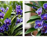 50 Seeds Vanda Orchid Seeds-Royal Purple Majesty Fresh Garden - £27.47 GBP