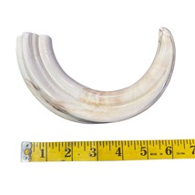 Warthog Tusk- 1 Genuine Polished Warthog Tusk -  Size: Almost 11 inches - $127.71