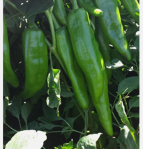 Easy To Grow Seed - 50 Seeds Chili Pepper Nm 6-4 Heritage - £3.18 GBP