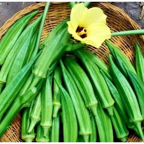 40 PERKINS DWARF OKRA Seeds Compact 4&#39; Plant Full Size 8&quot; Pods - $3.99