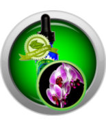Orchid Absolute Oil (Orchidaceae) - $6.00+