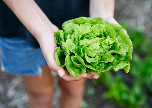 MBK 800 Tom Thumb Leaf Lettuce Seeds Fresh Garden - $9.89