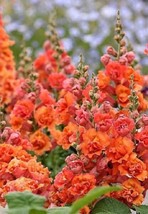 FRESH 25 Bright Orange Hollyhock Seeds Perennial Flower Seed - £6.38 GBP